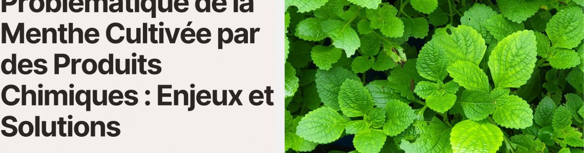 Problématique de la Menthe Cultivée par des Produits Chimiques  Enjeux et Solutions